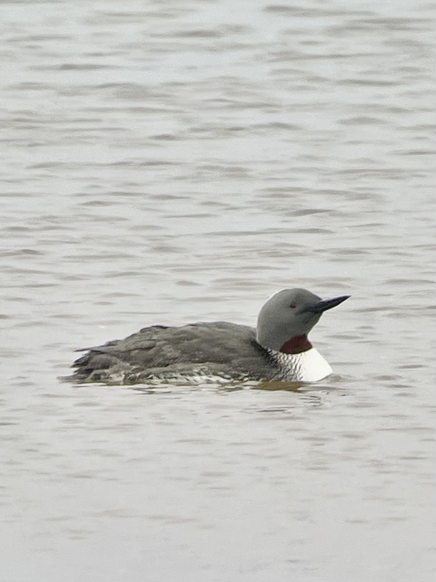 Red-throated Loon - ML620152678