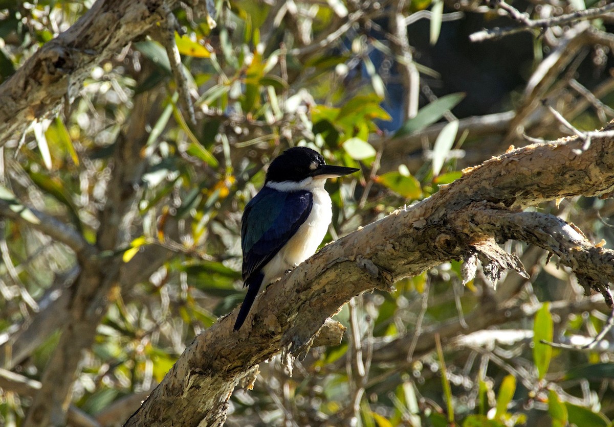 Forest Kingfisher - ML620152683