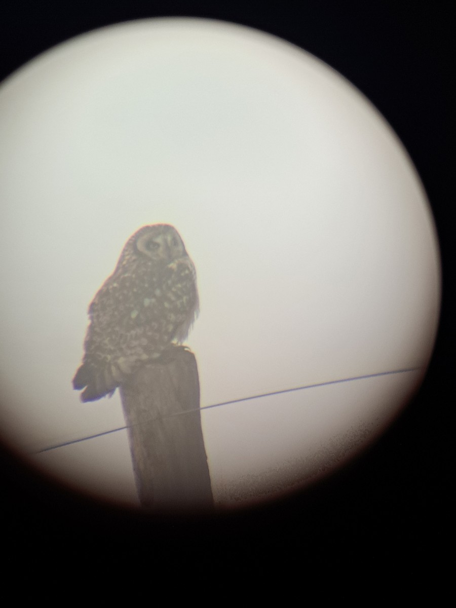 Short-eared Owl - ML620152684