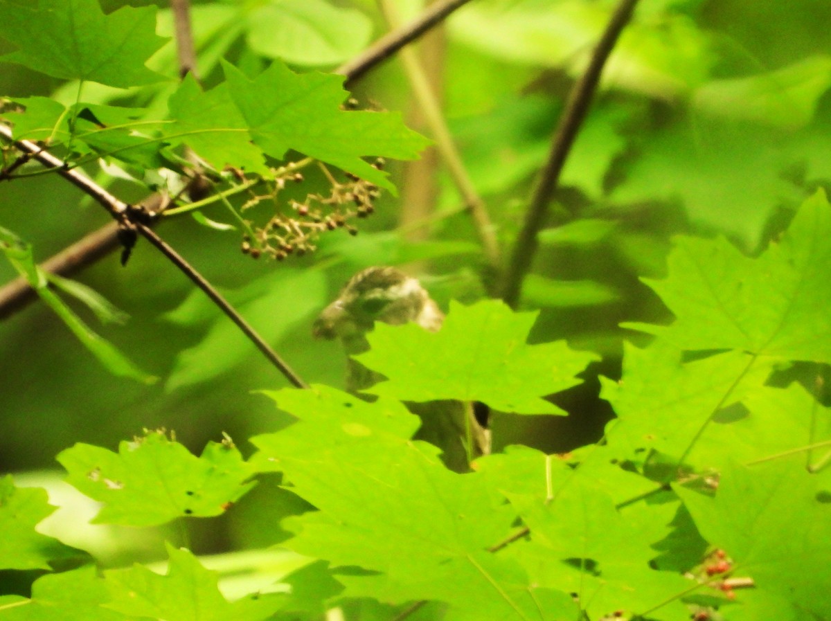 Rose-breasted Grosbeak - ML620152686