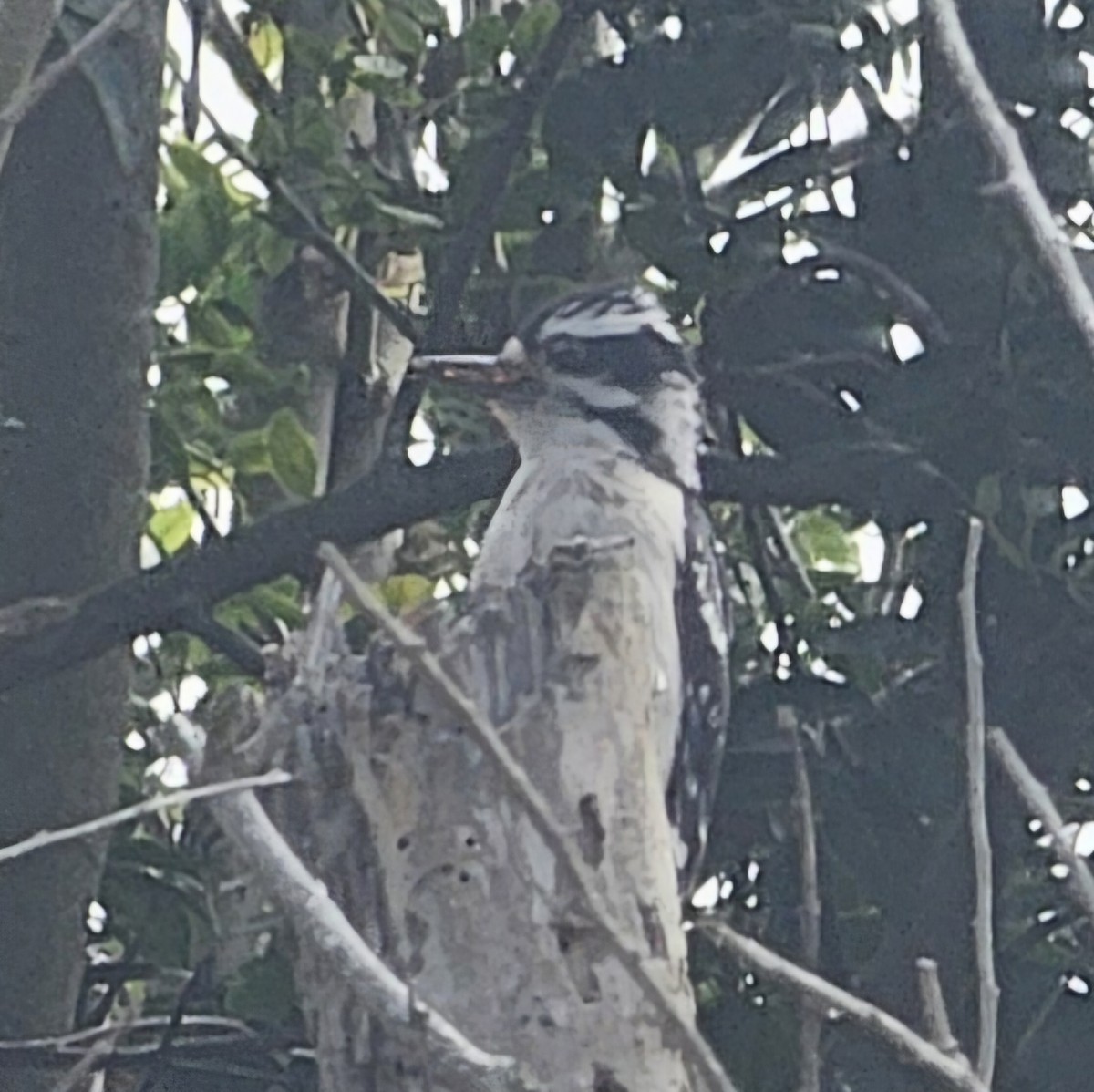 Downy Woodpecker - ML620152689