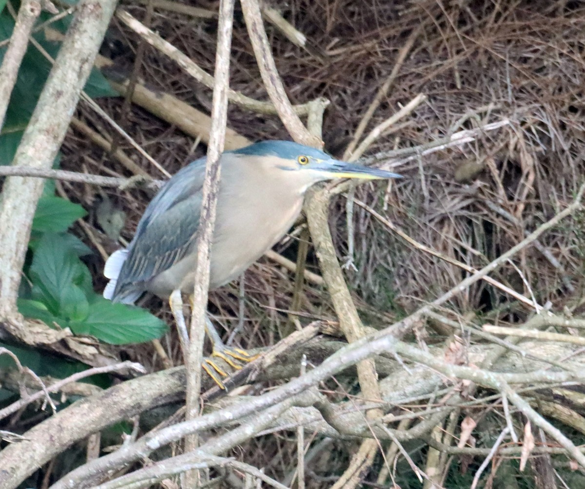 Striated Heron - ML620152694