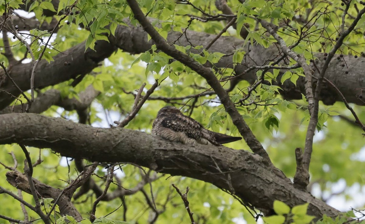 Common Nighthawk - ML620152695