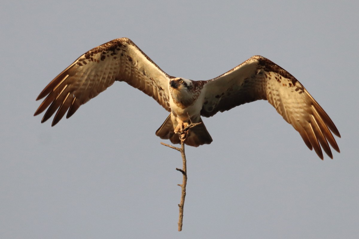 Osprey - Michael Taylor