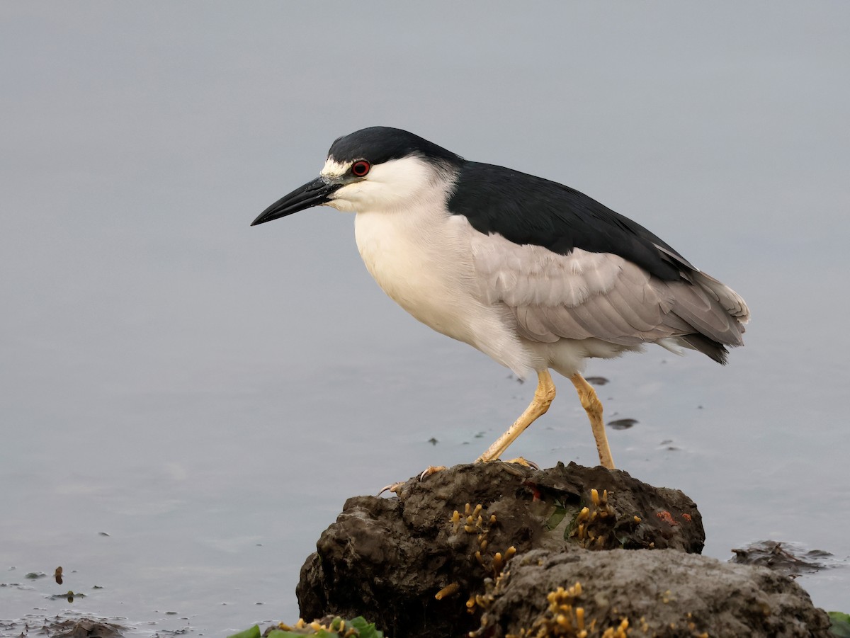 Black-crowned Night Heron - ML620152703