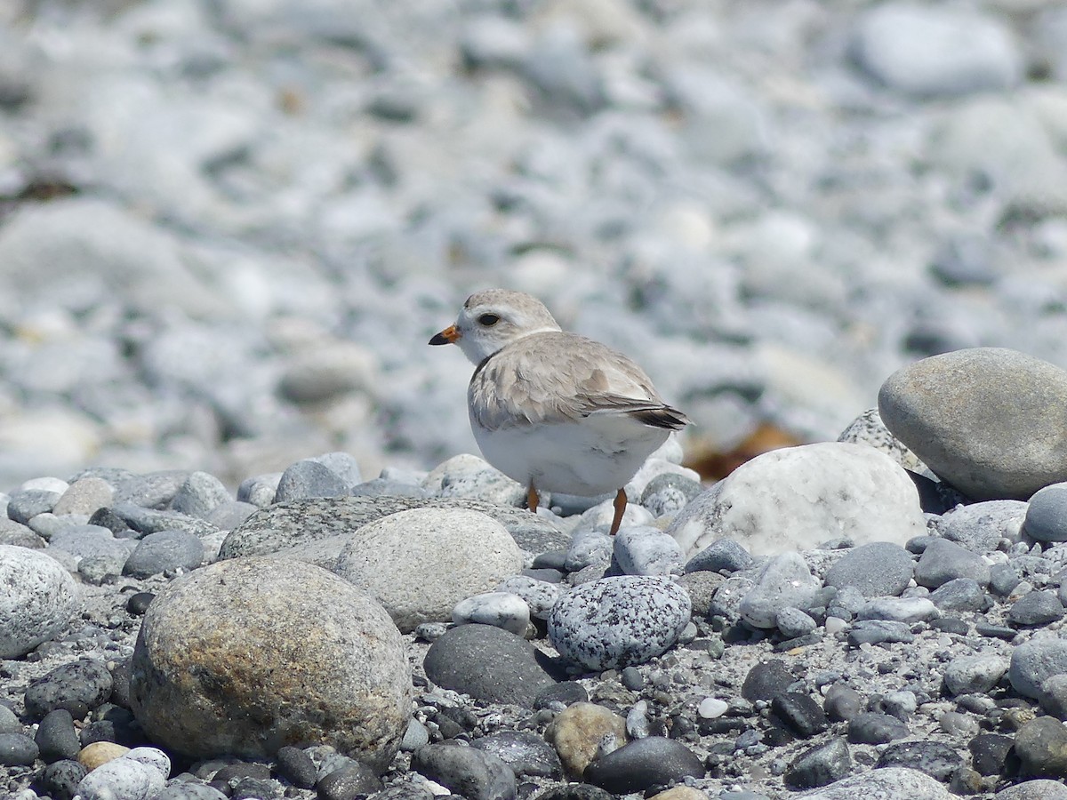 Piping Plover - ML620152706