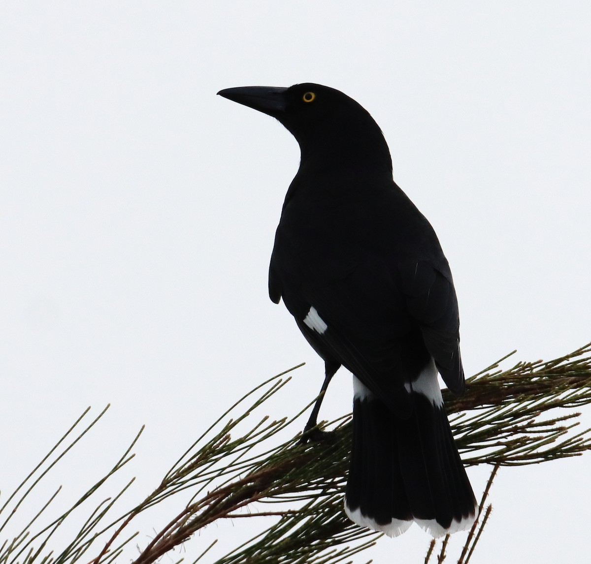 Pied Currawong - ML620152712