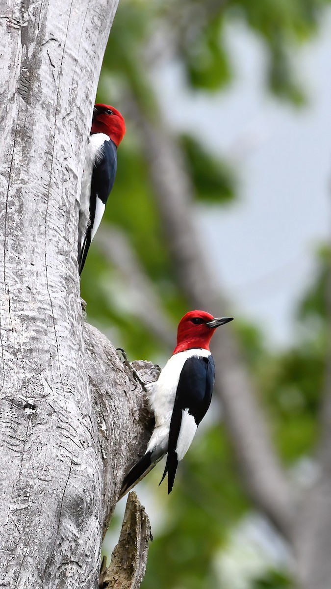 Red-headed Woodpecker - ML620152714