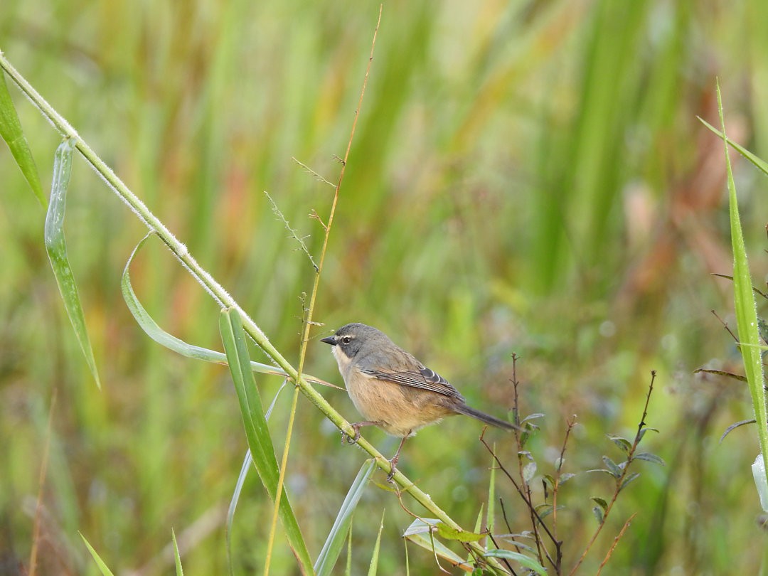 Long-tailed Reed Finch - ML620152721