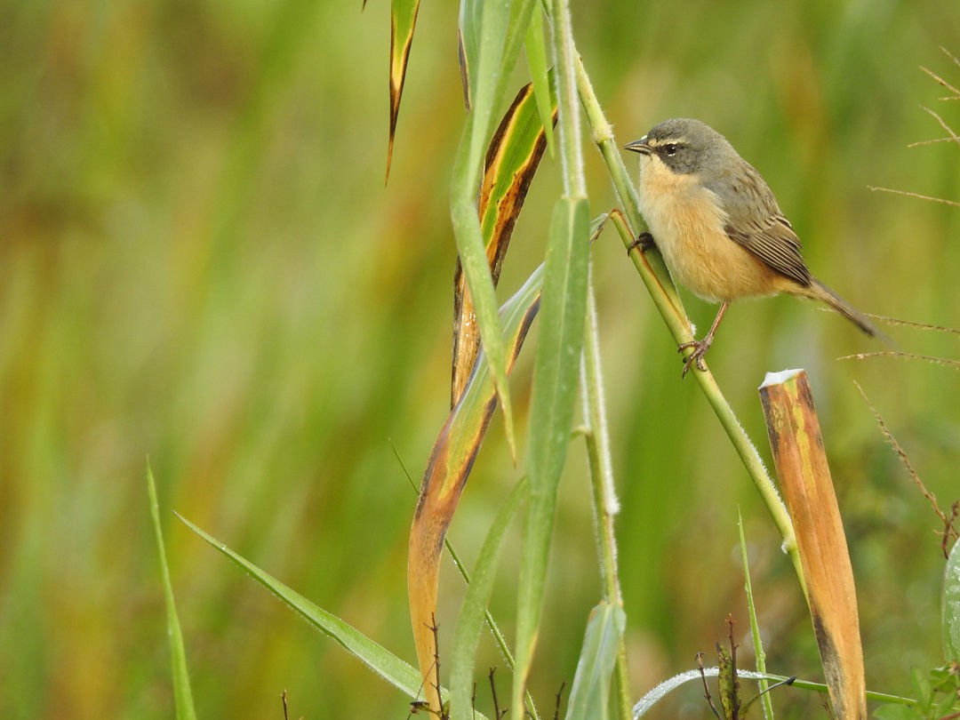Long-tailed Reed Finch - ML620152722