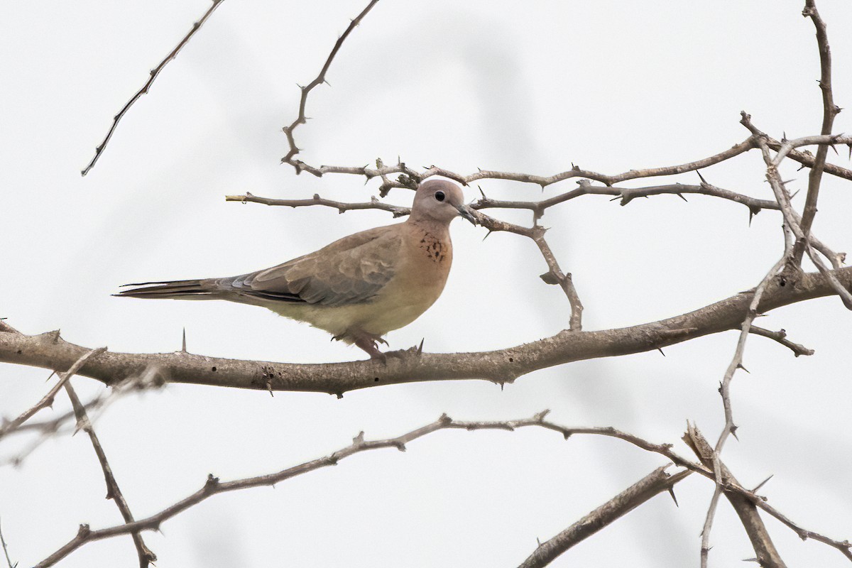 Laughing Dove - ML620152730