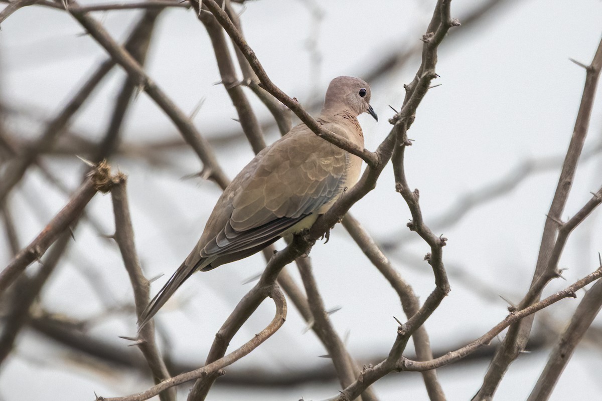Laughing Dove - ML620152731