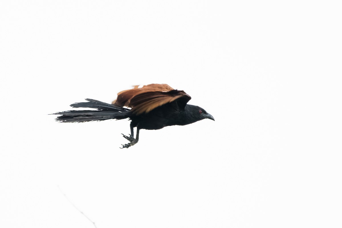 Greater Coucal - ML620152732