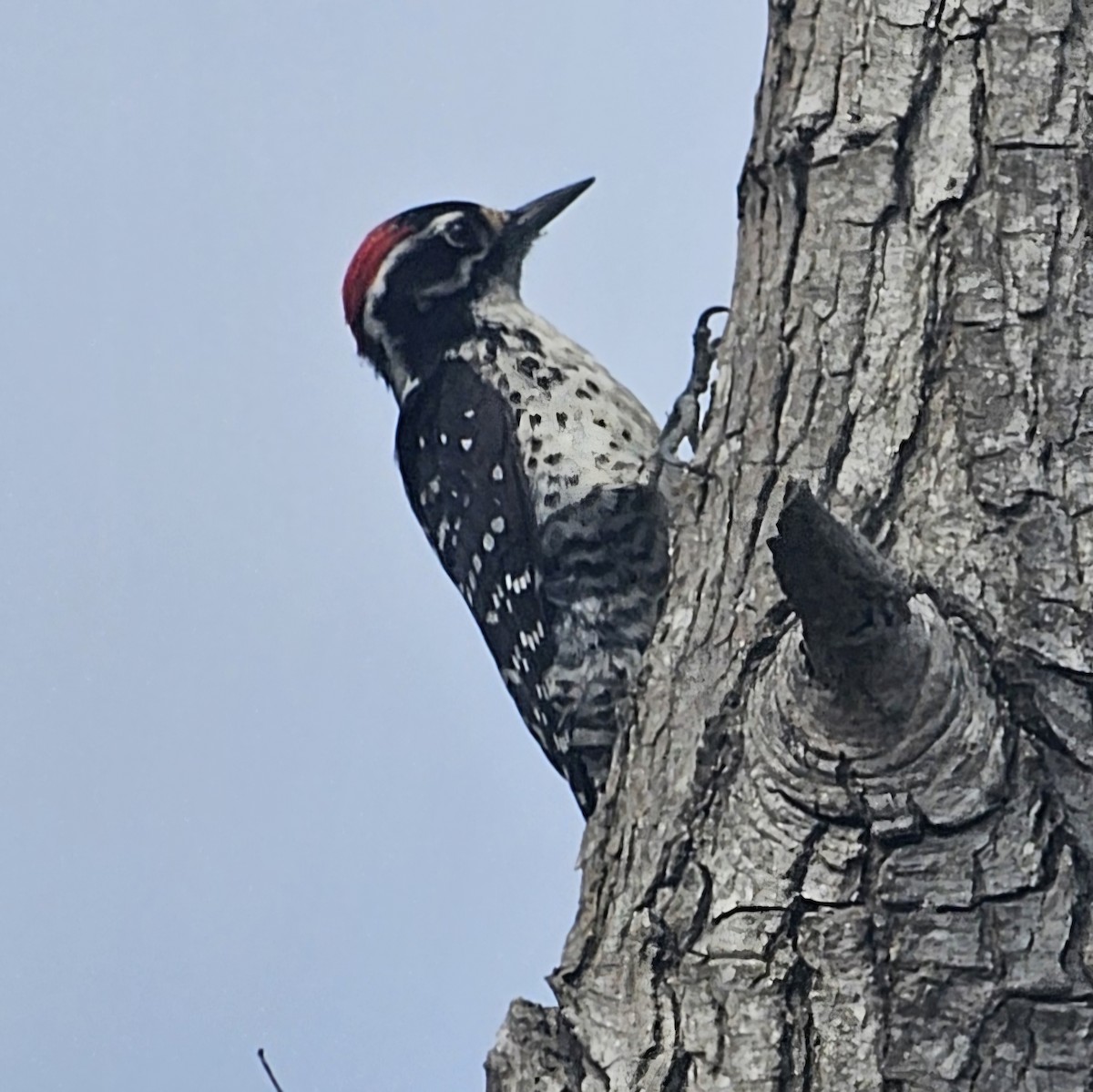 Nuttall's Woodpecker - ML620152733