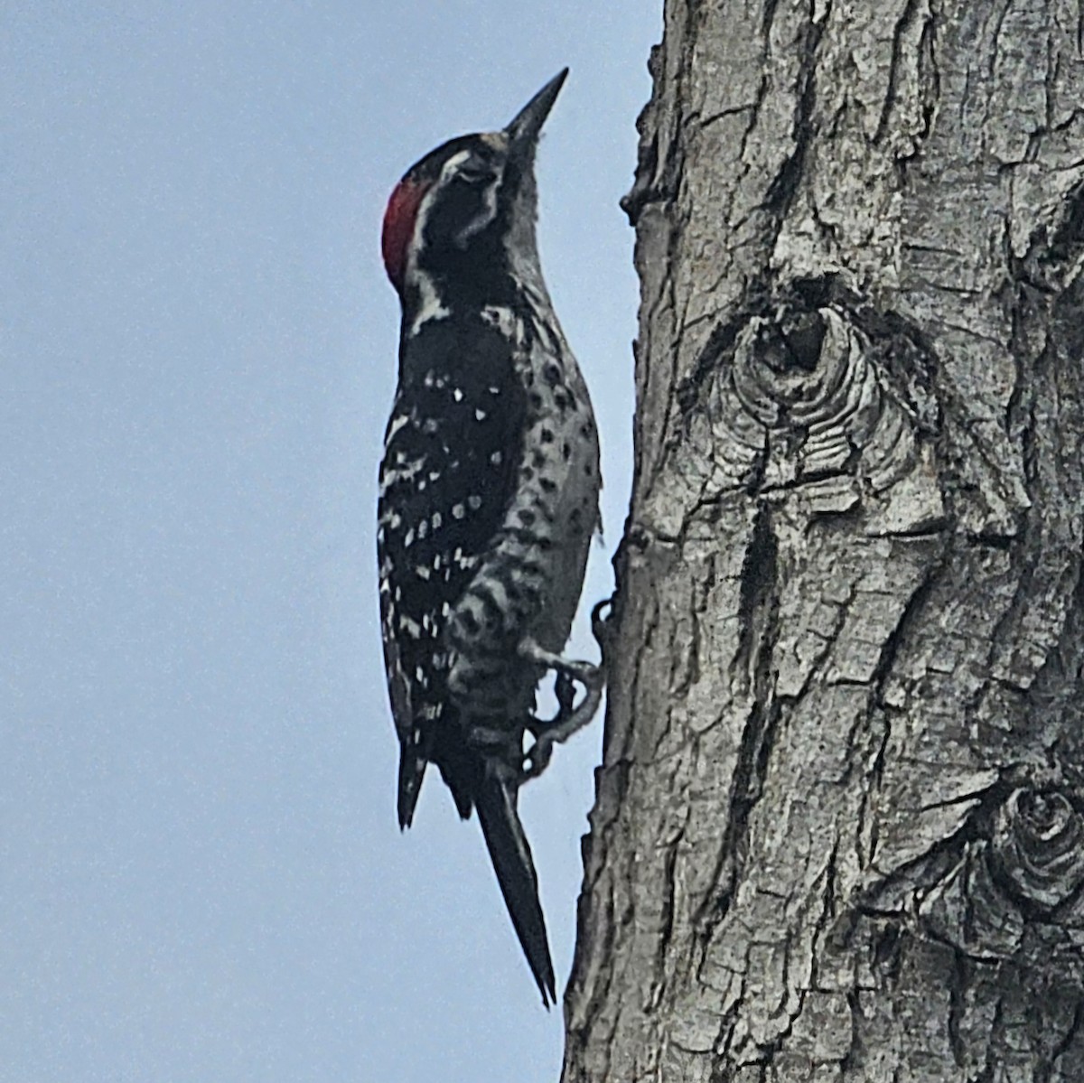 Nuttall's Woodpecker - ML620152736
