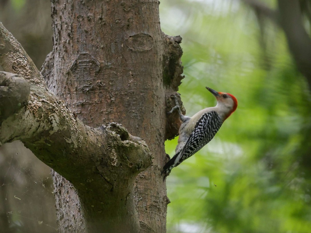 Red-bellied Woodpecker - ML620152745