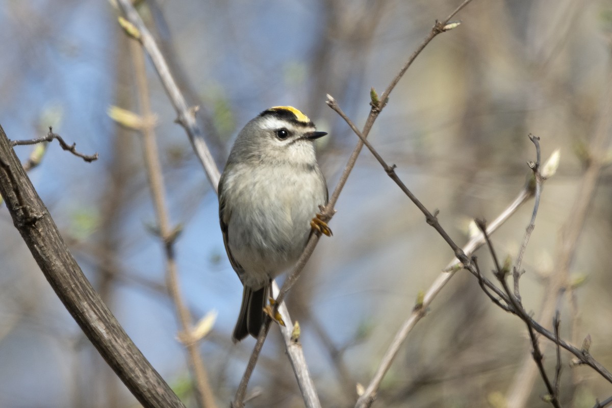 Golden-crowned Kinglet - ML620152746