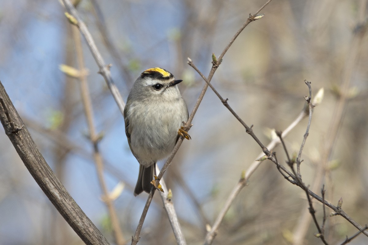 Golden-crowned Kinglet - ML620152747