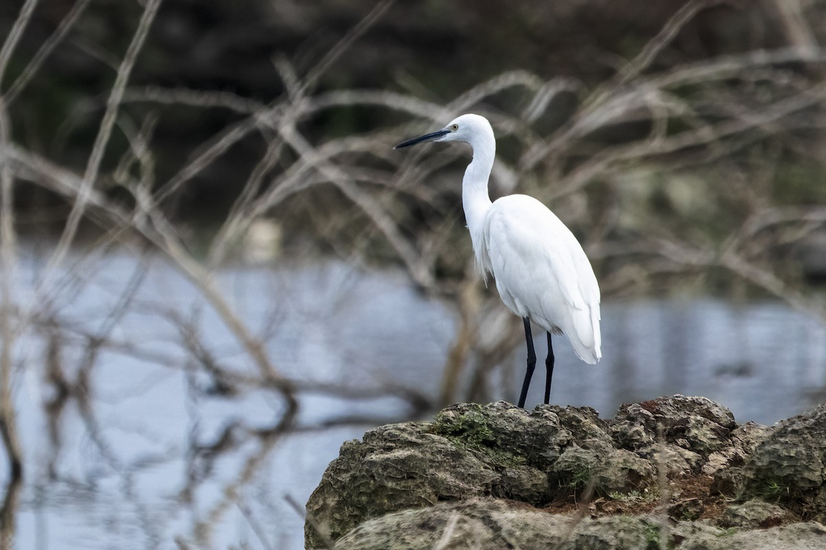 Little Egret - ML620152750