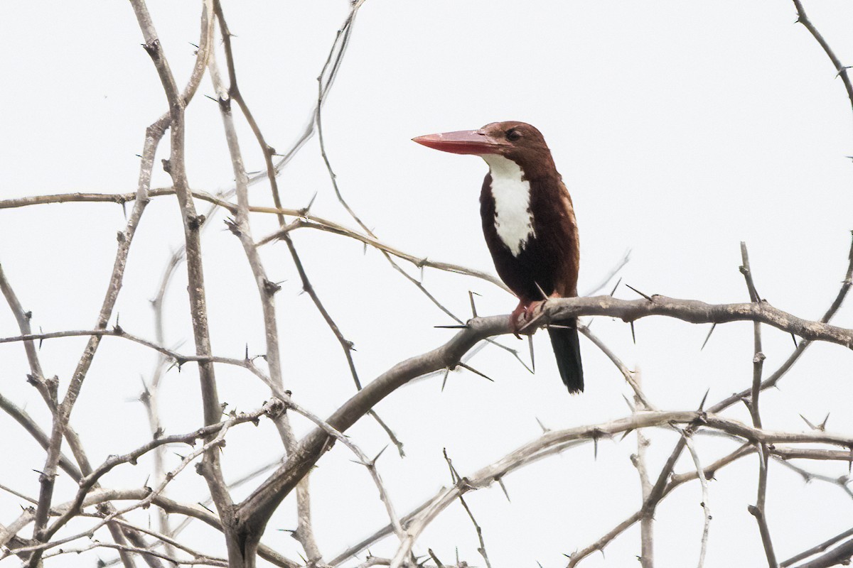 White-throated Kingfisher - ML620152762