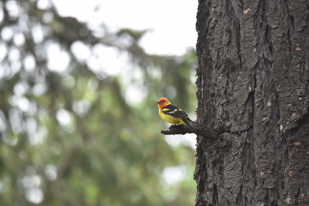 Western Tanager - ML620152768