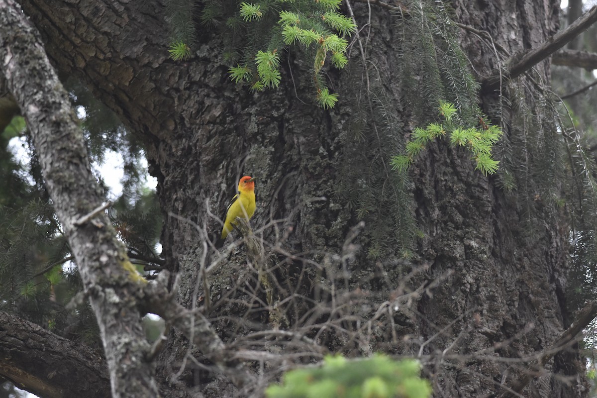 Western Tanager - ML620152769