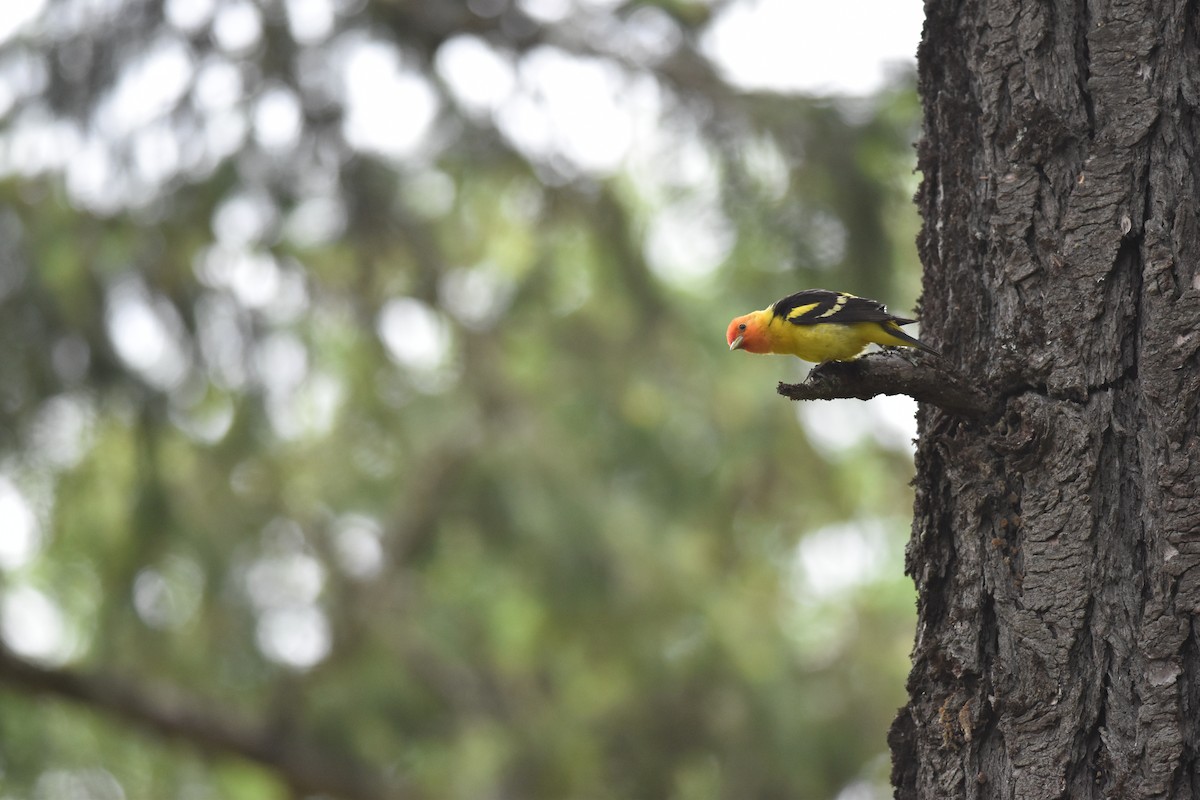 Western Tanager - ML620152770