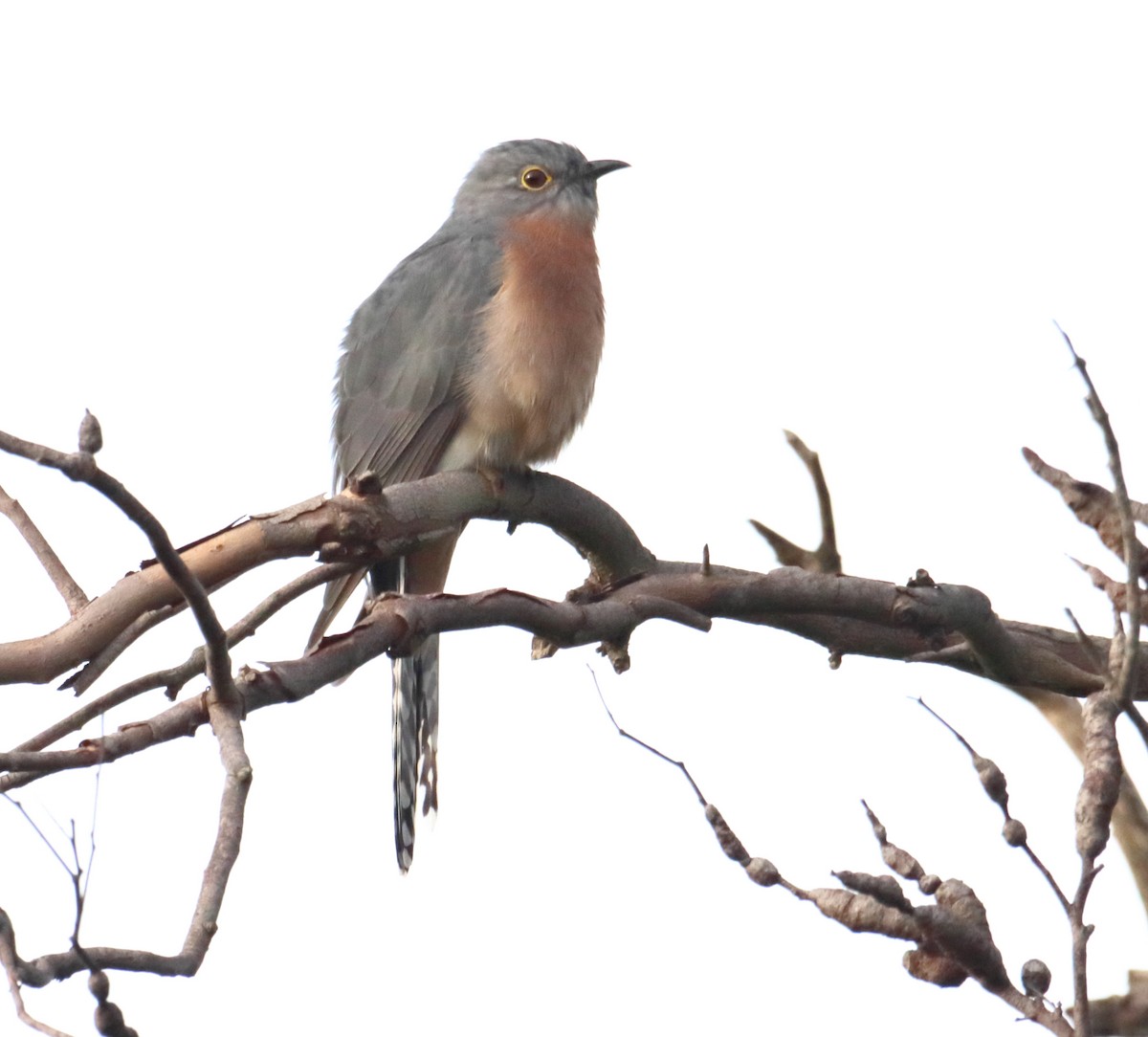 Fan-tailed Cuckoo - ML620152778