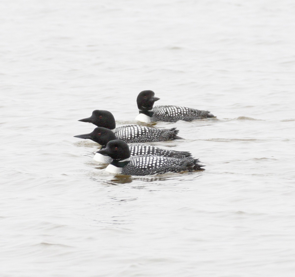 Common Loon - ML620152781