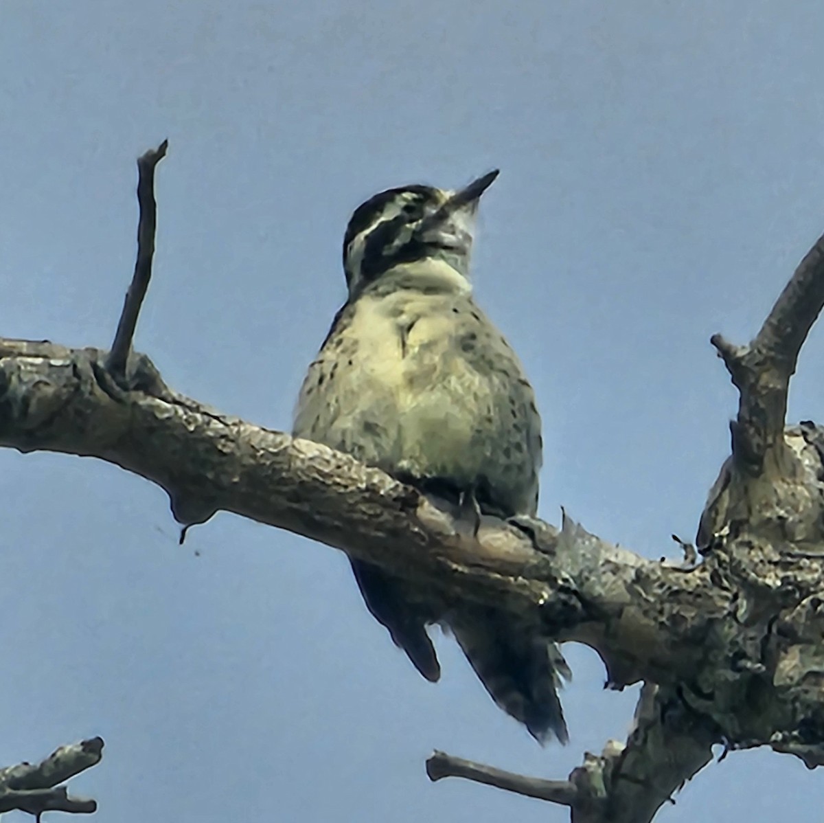 Downy Woodpecker - ML620152787