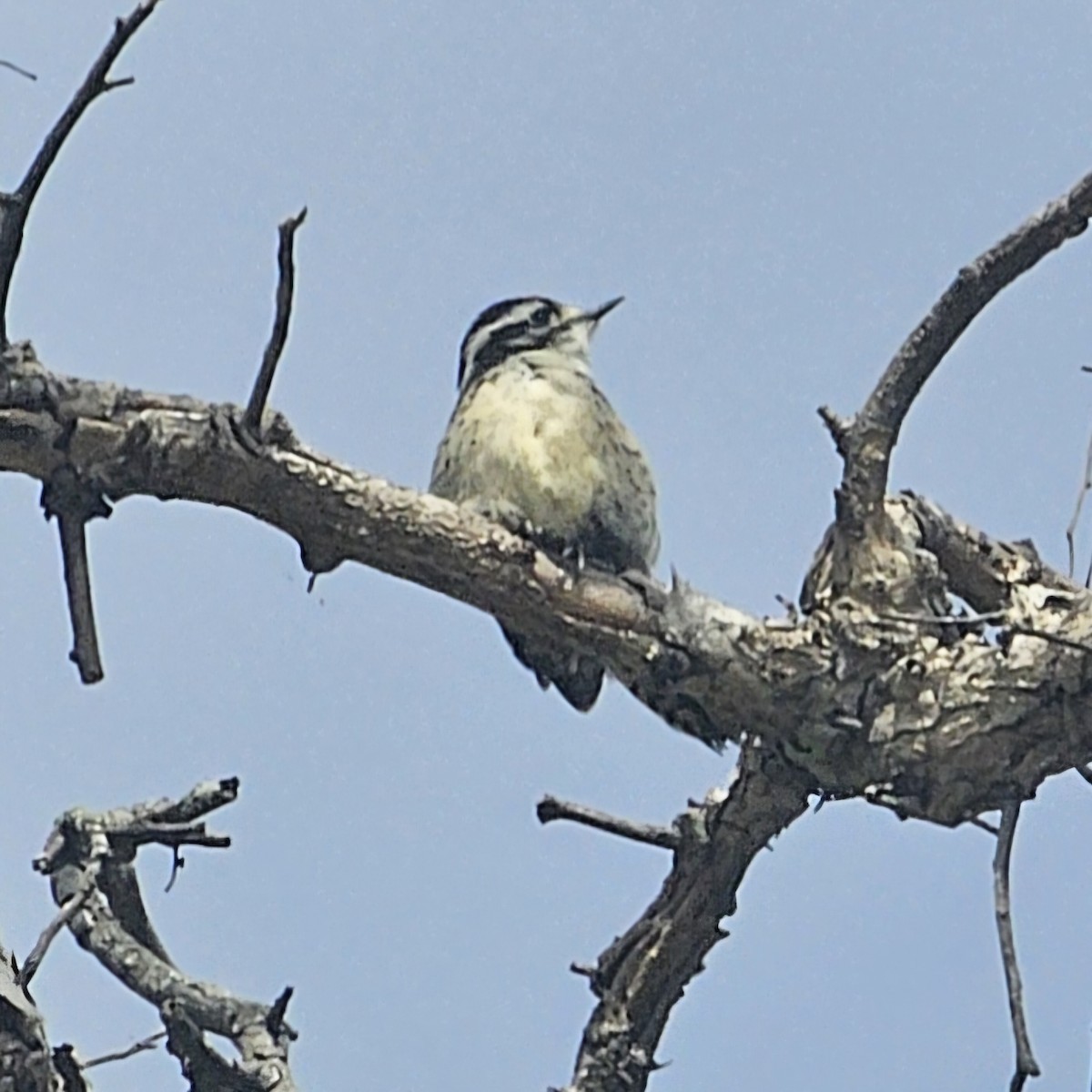 Downy Woodpecker - ML620152788