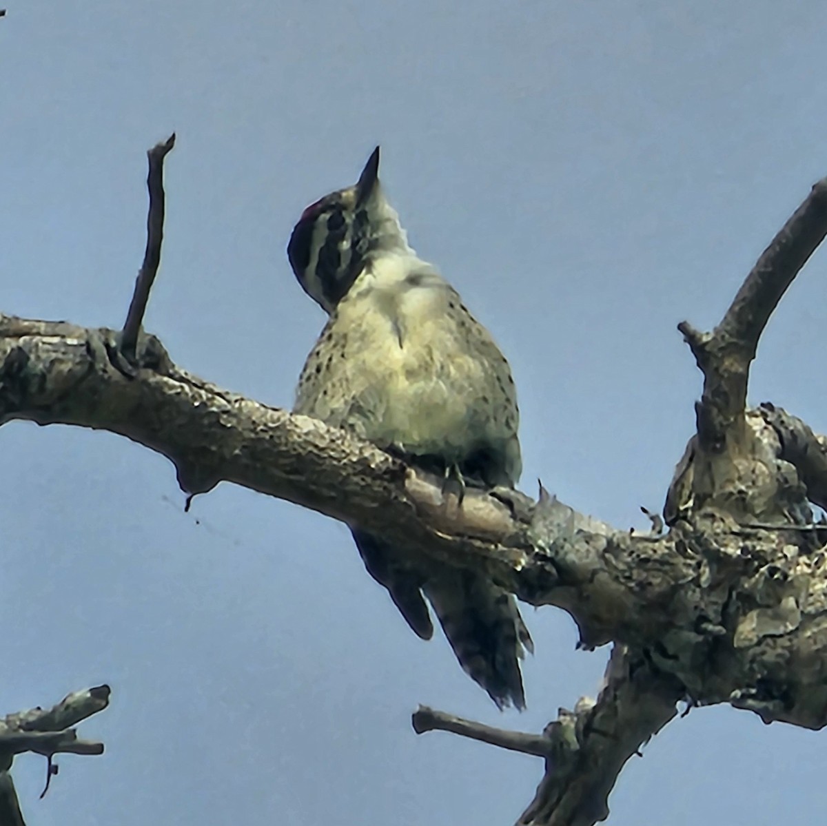 Downy Woodpecker - ML620152789