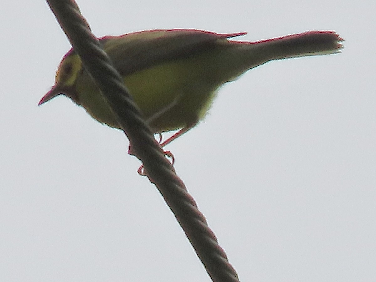 Hooded Warbler - ML620152806