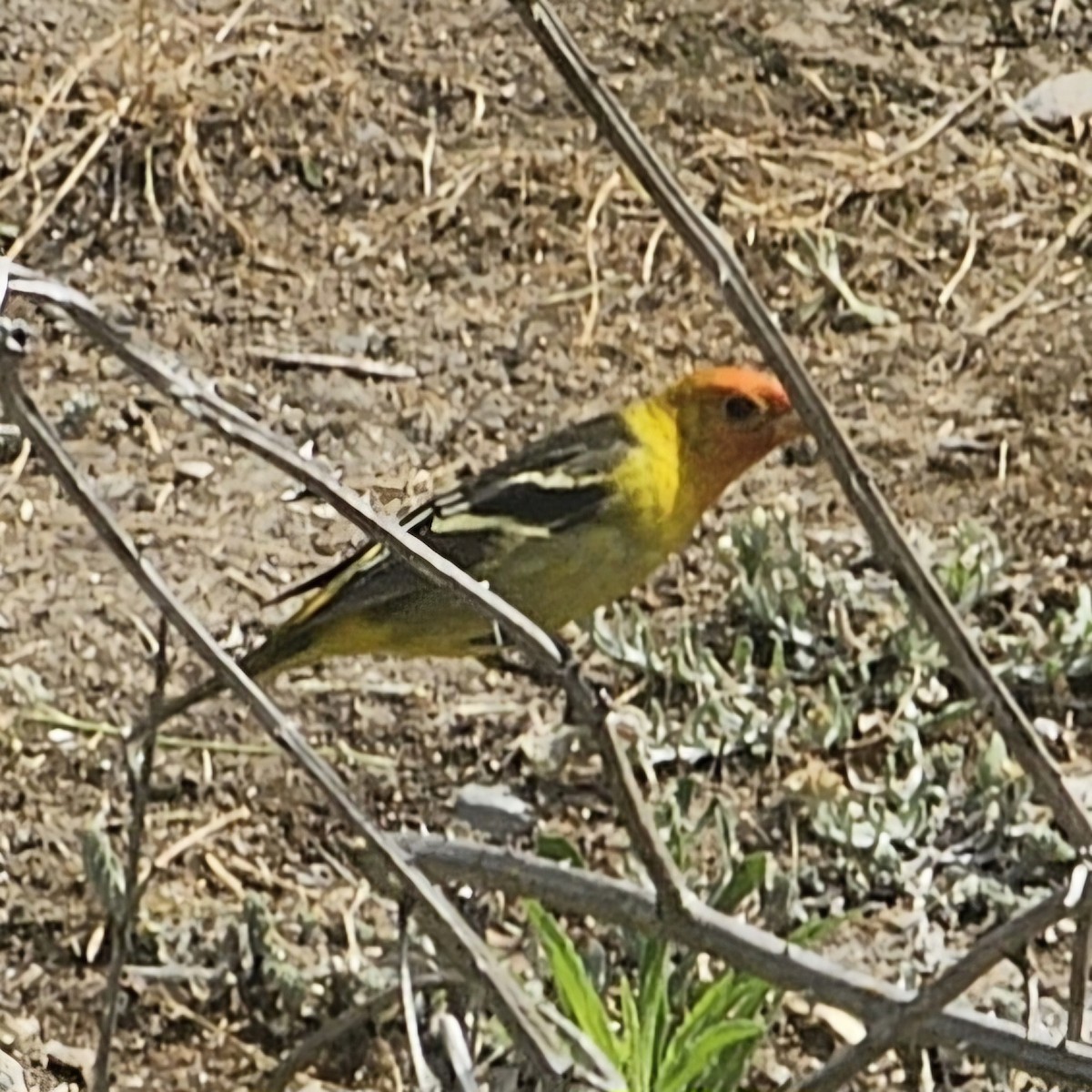 Western Tanager - ML620152811