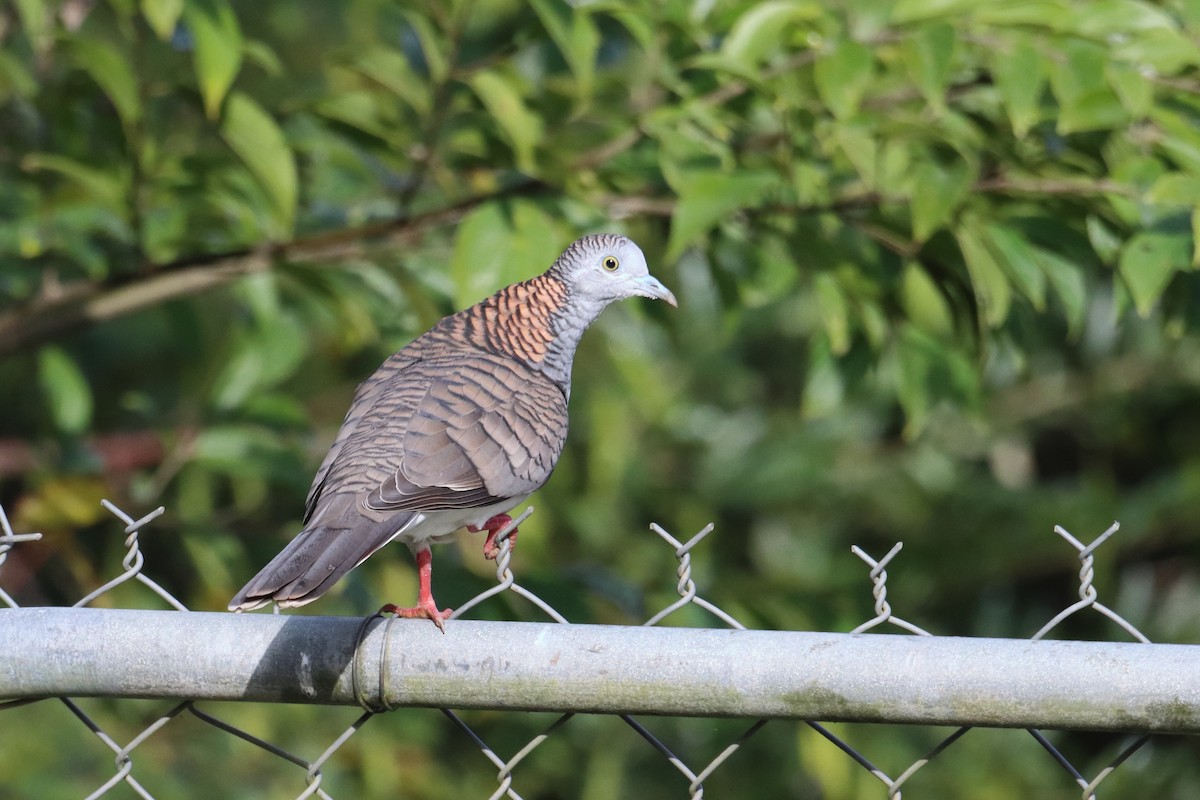 Fan-tailed Cuckoo - ML620152813