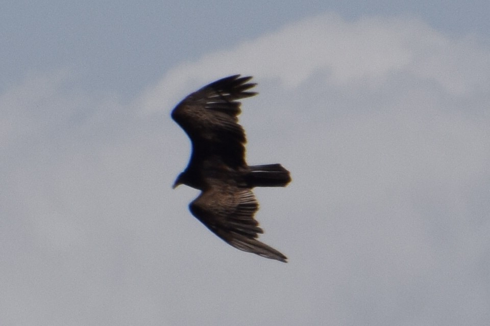 Turkey Vulture - ML620152816
