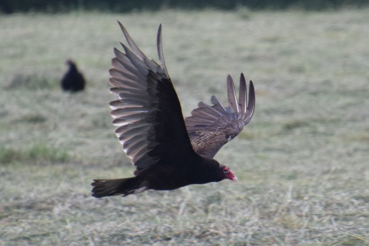 Turkey Vulture - ML620152819