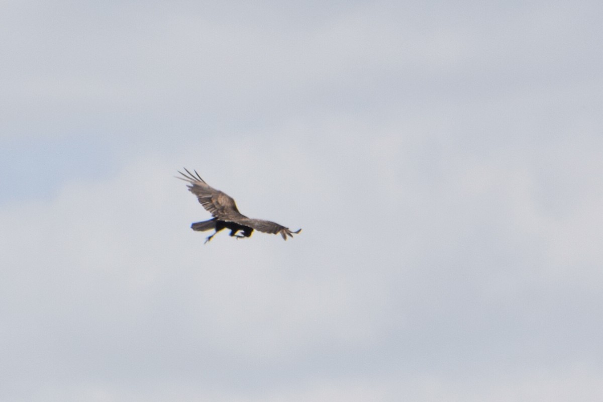 Turkey Vulture - ML620152820