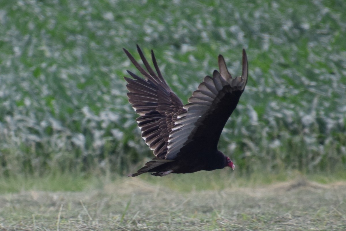 Turkey Vulture - ML620152821