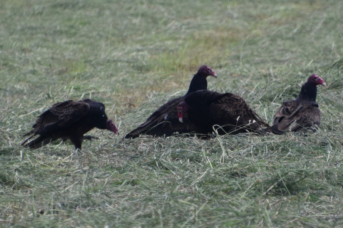 Turkey Vulture - ML620152822