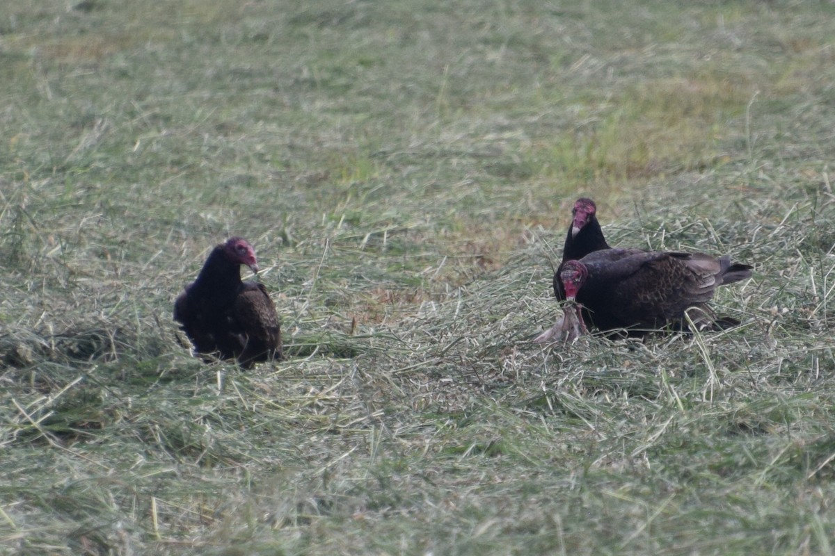 Turkey Vulture - ML620152823