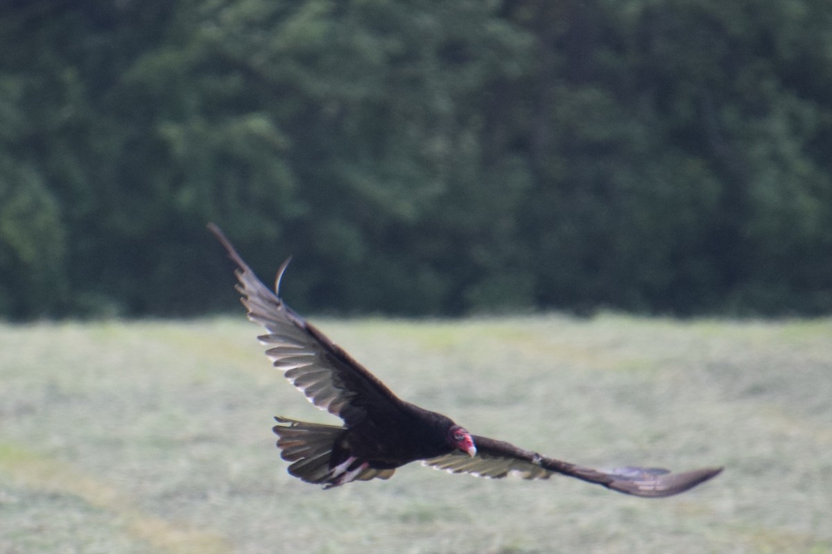 Turkey Vulture - ML620152824
