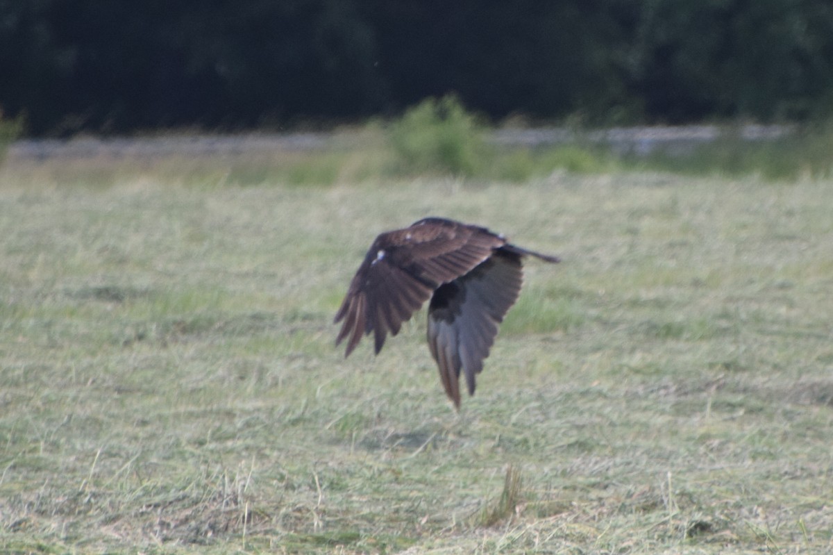 Turkey Vulture - ML620152825