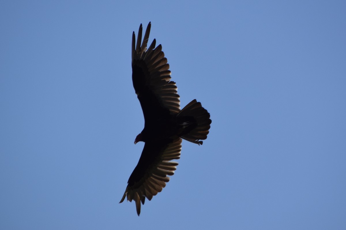 Turkey Vulture - ML620152829