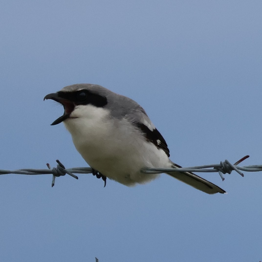 Loggerhead Shrike - Nathan Stimson
