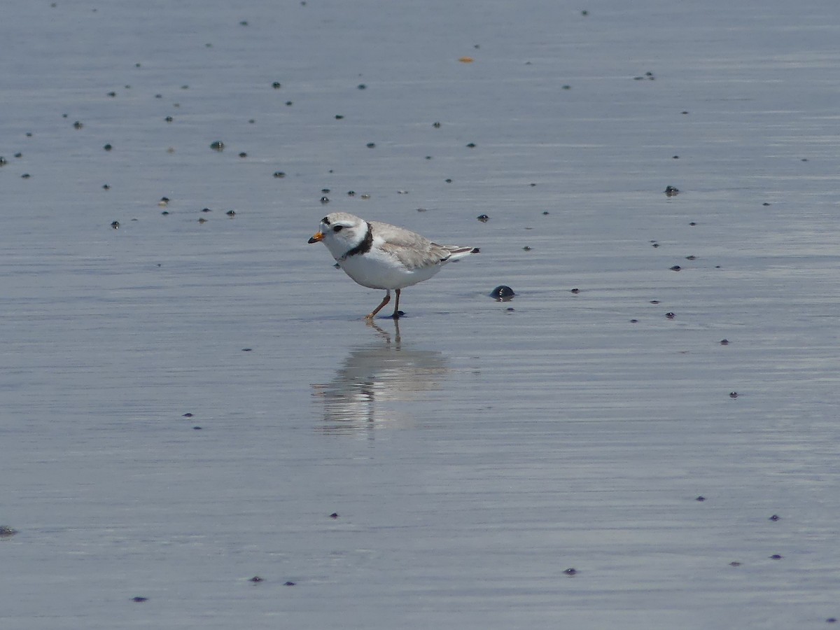 Piping Plover - ML620152854