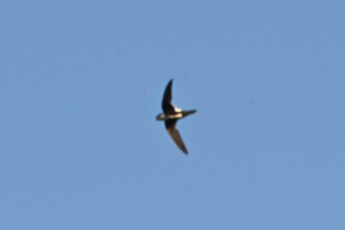 White-throated Swift - ML620152858