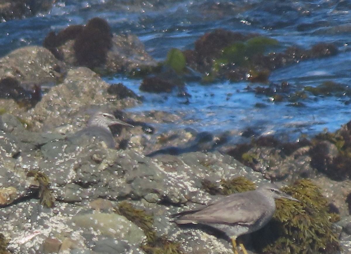 Wandering Tattler - ML620152859