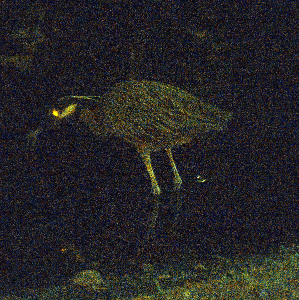 Yellow-crowned Night Heron - ML620152860