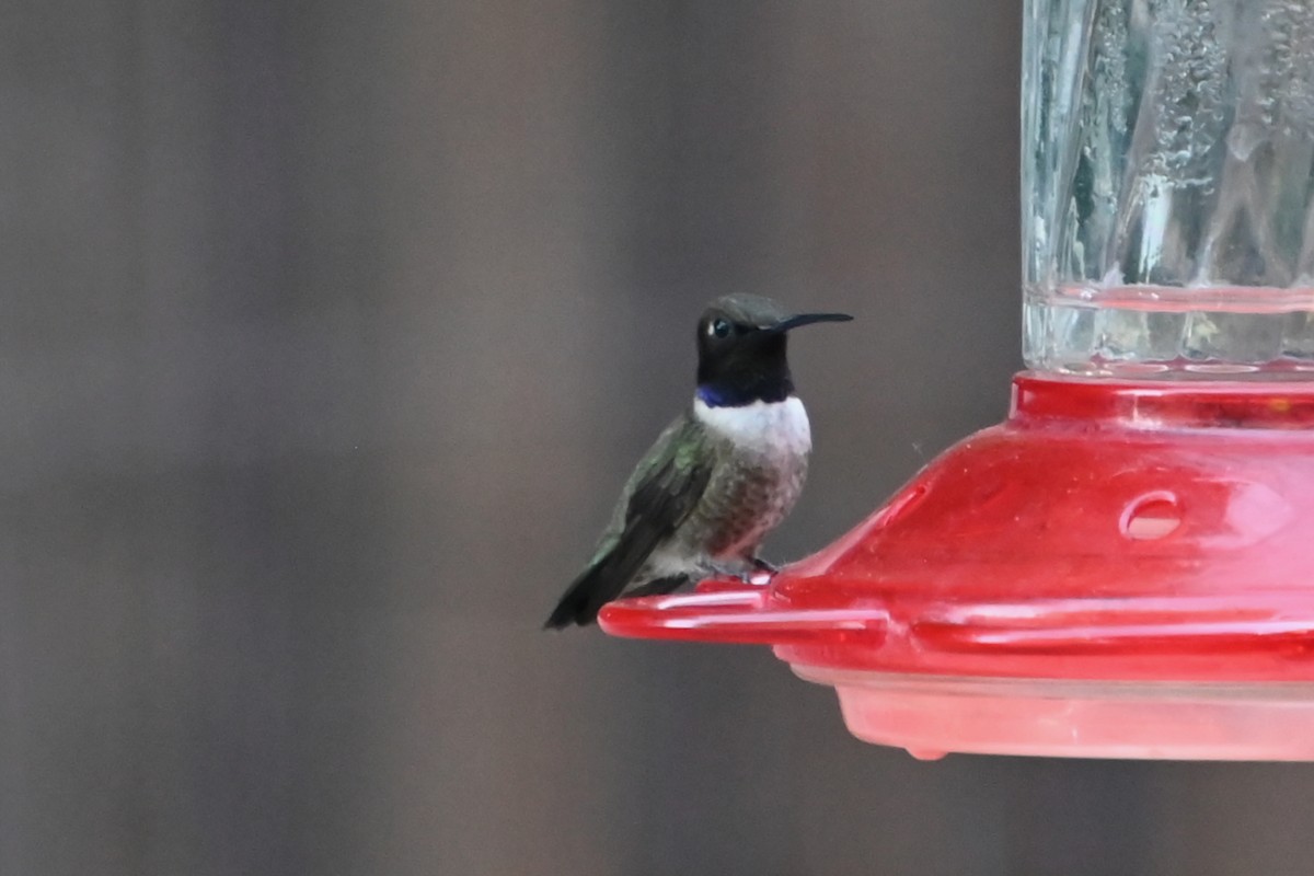 Black-chinned Hummingbird - ML620152861